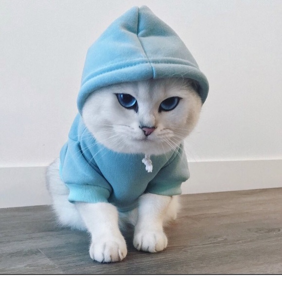 Meet your Posher, Paulie - Picture 2 of 2